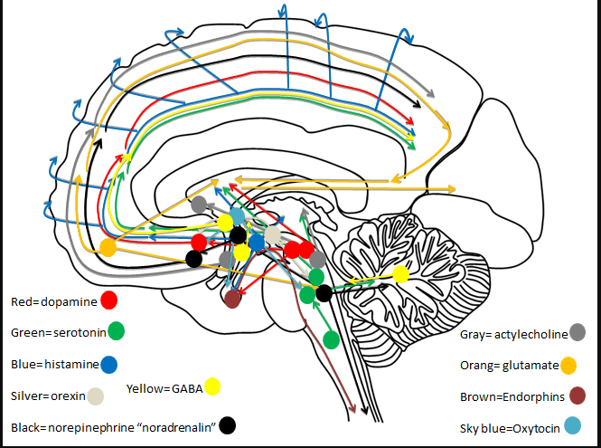 Neurochemical Pathways