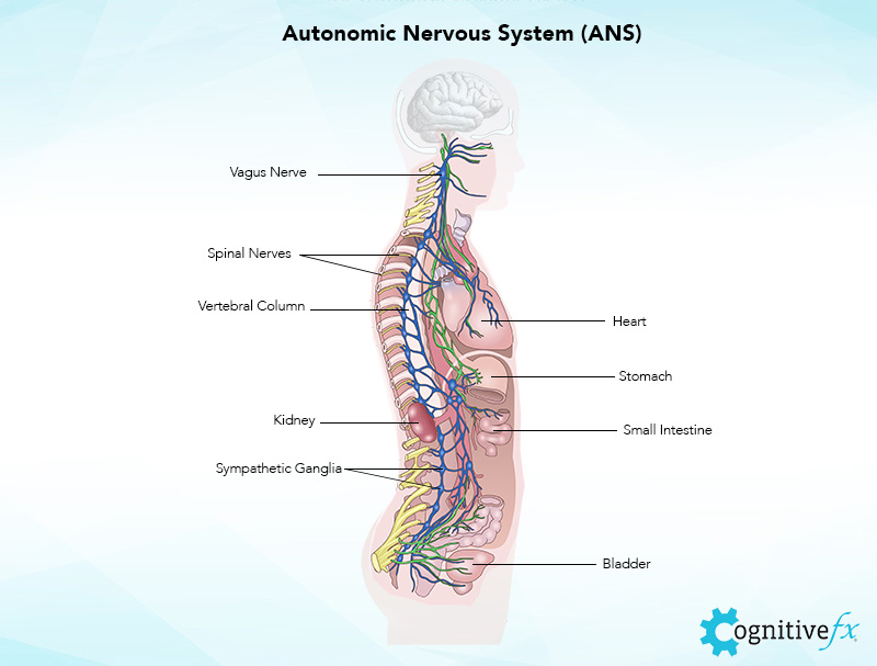 Autonomic Nervous System Graphic