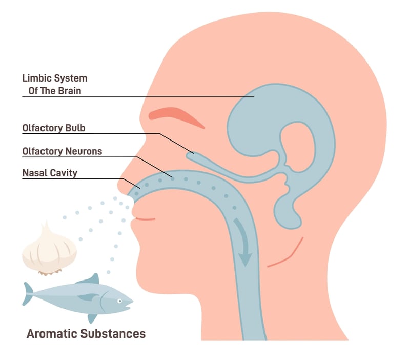 how-to-regain-your-sense-of-smell-taste-after-head-injury