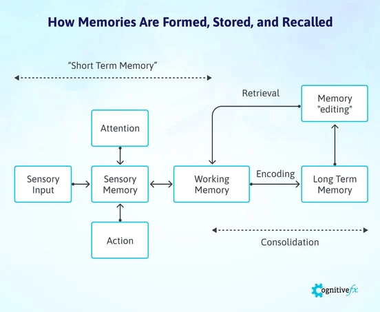 How to Recover from Memory Loss After a Head Injury