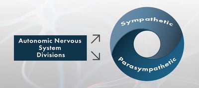 Abteilungen des autonomen Nervensystems: Sympathisch und parasympathisch.