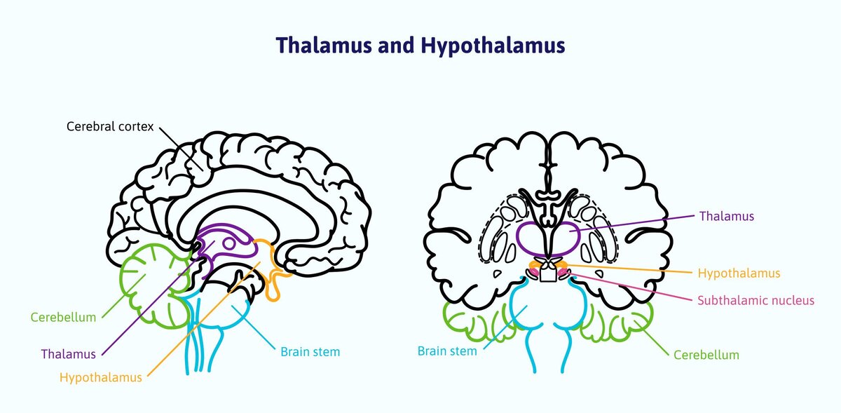 How a Brain Injury Can Cause Hormone Dysregulation Cognitive FX